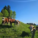 Moosegg Лохау-бай-Брегенц